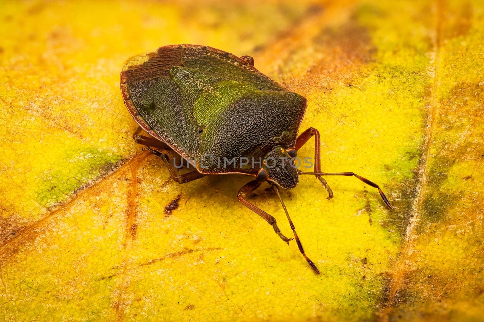 Green Shield Bug, close up of bug on yellow leaf