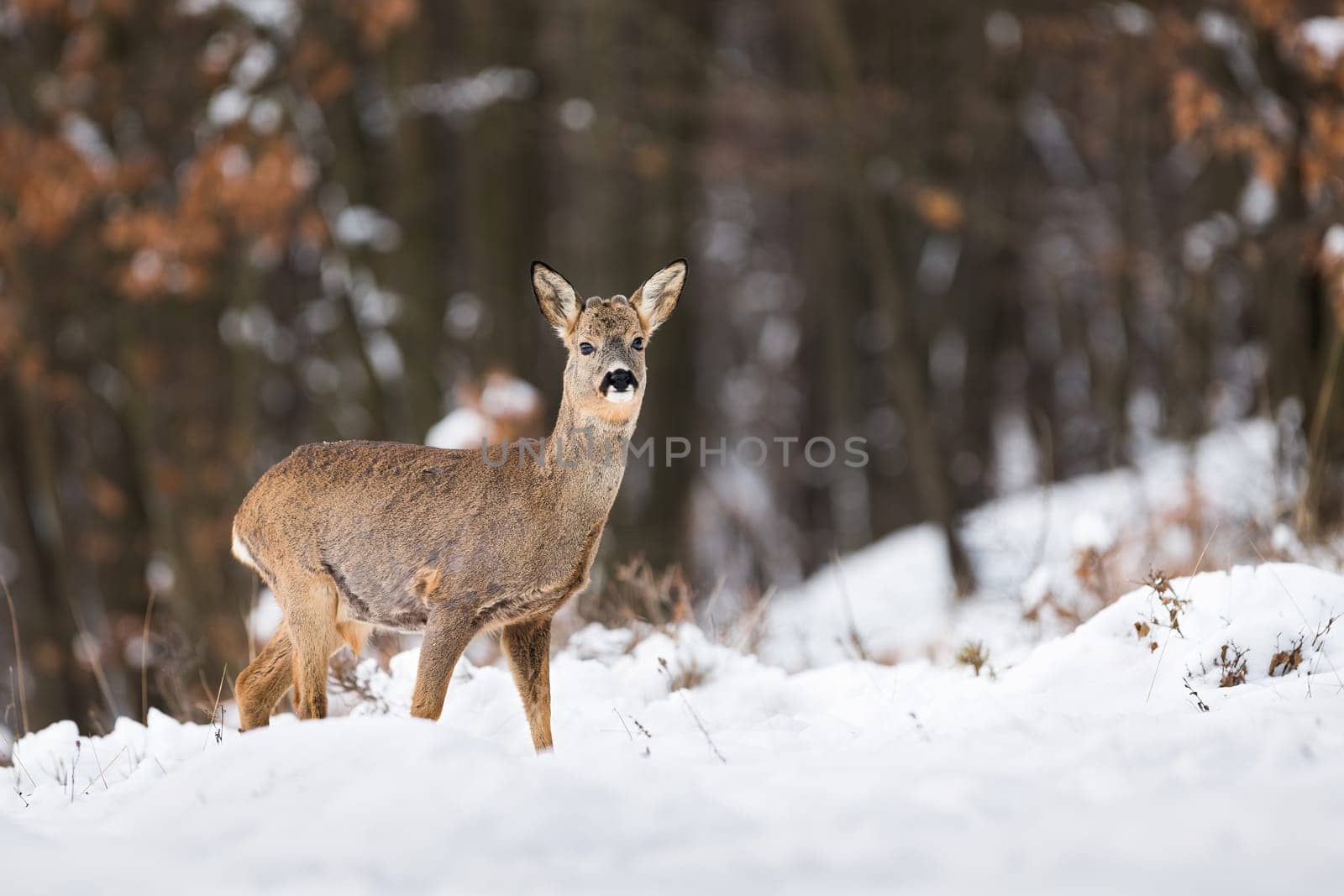 Roe deer, capreolus capreolus, standing in forest in wintertime nature. Roebuck looking on snowy field in winter. Wild mammal watching in white woodland.