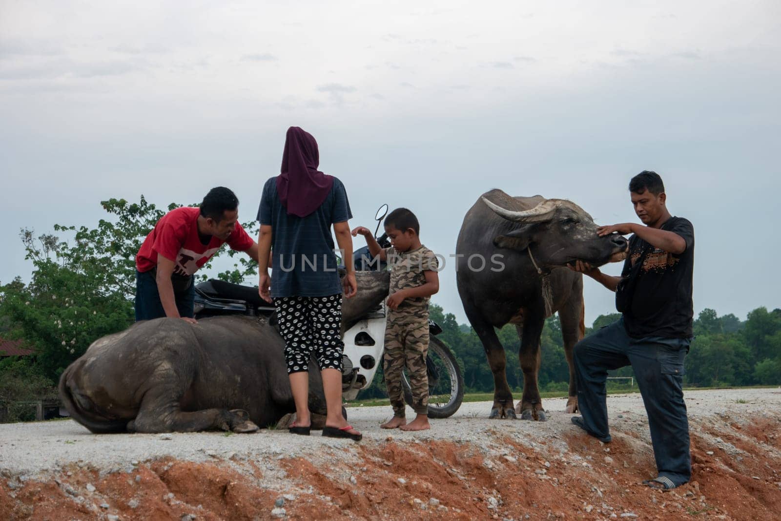 Seberang Perai, Penang/Malaysia - Jun 19 2018: Malays family with their buffaloes.