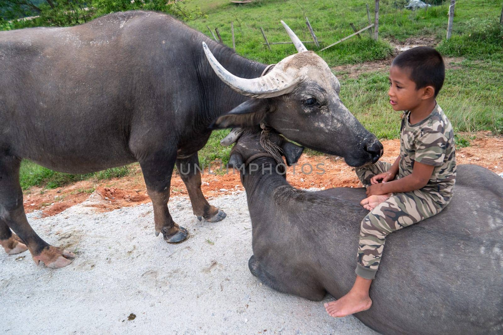 Seberang Perai, Penang/Malaysia - Jun 19 2018: Malays kid sit on buffalo.