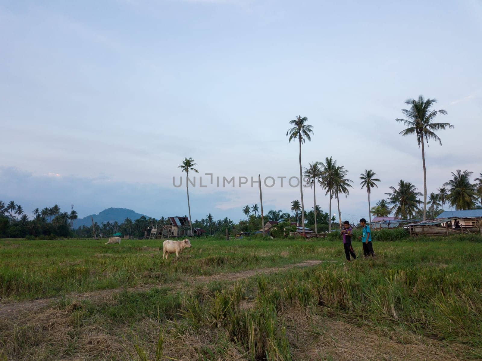 Bukit Mertajam, Penang/Malaysia - Apr 9 2019: Two kampung boys and cattle at paddy field. Background is coconut trees.