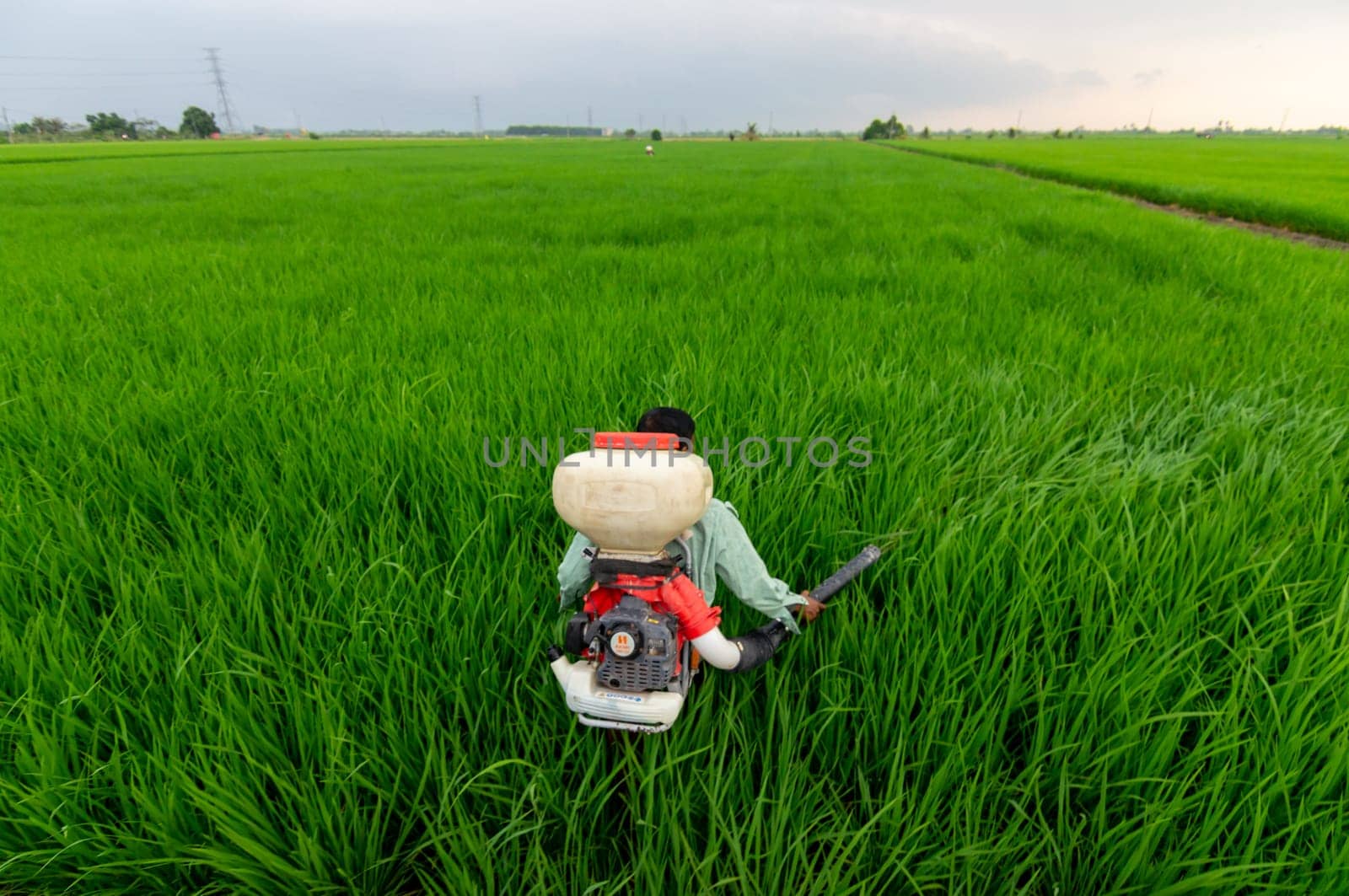 Sekinchan, Selangor/Malaysia - Oct 05 2019: Farmer spray pesticide at paddy field at Sekinchan.