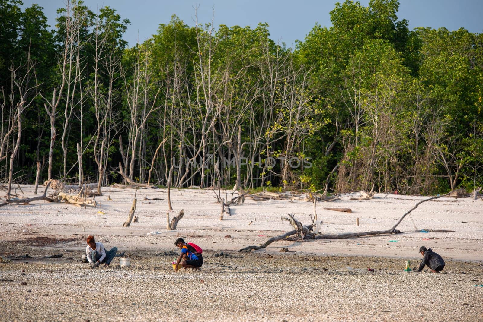 Sekinchan, Selangor/Malaysia - Oct 06 2019: Malaysian dig the clams near coastal.