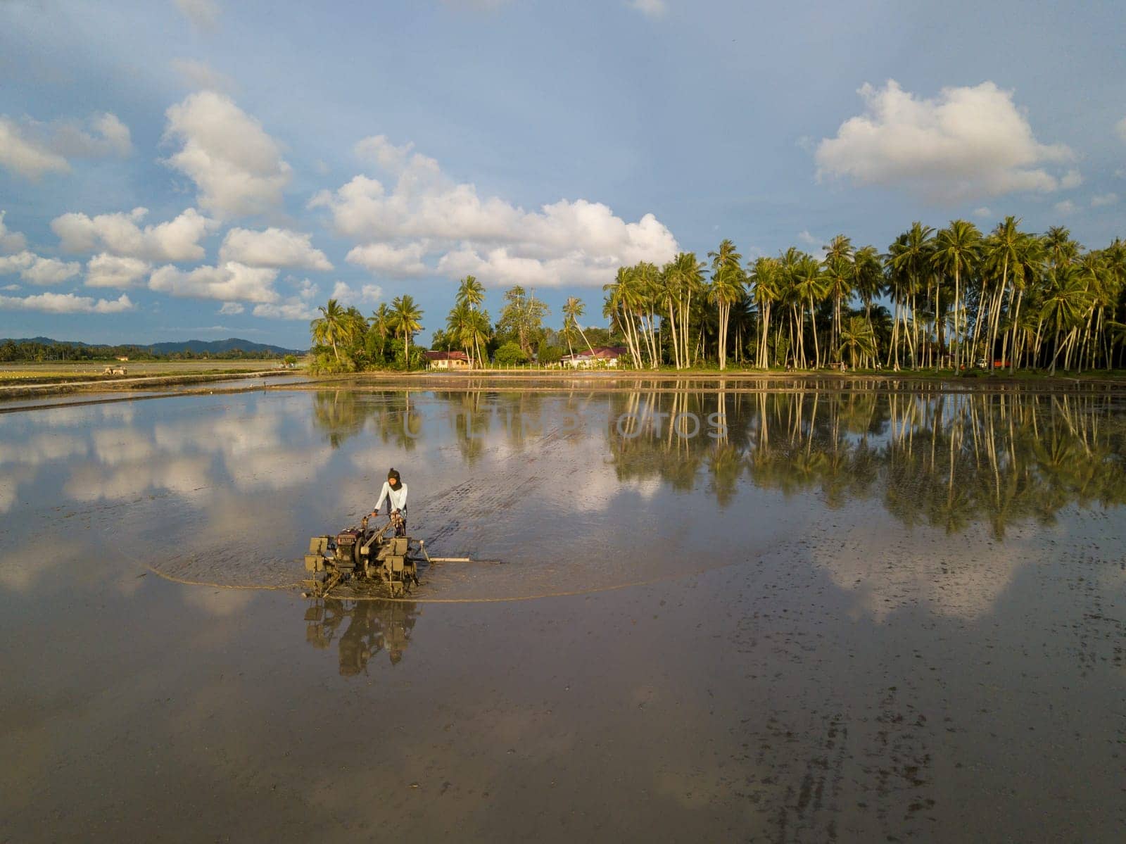 Penaga, Penang/Malaysia - Nov 02 2019: Farmer work in rice paddy field with tractor during flooded season.