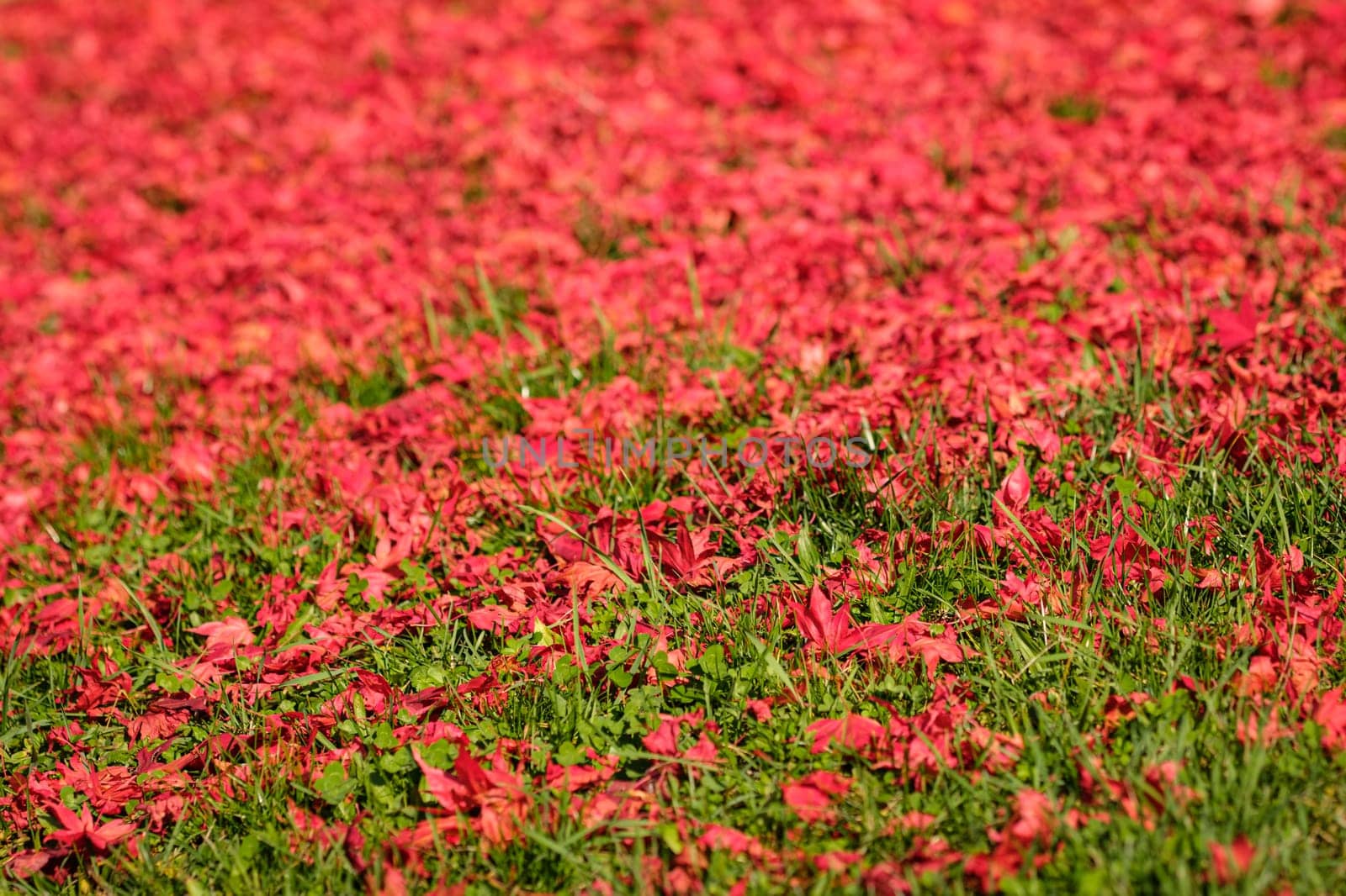 Red maple leaves on green meadow plant