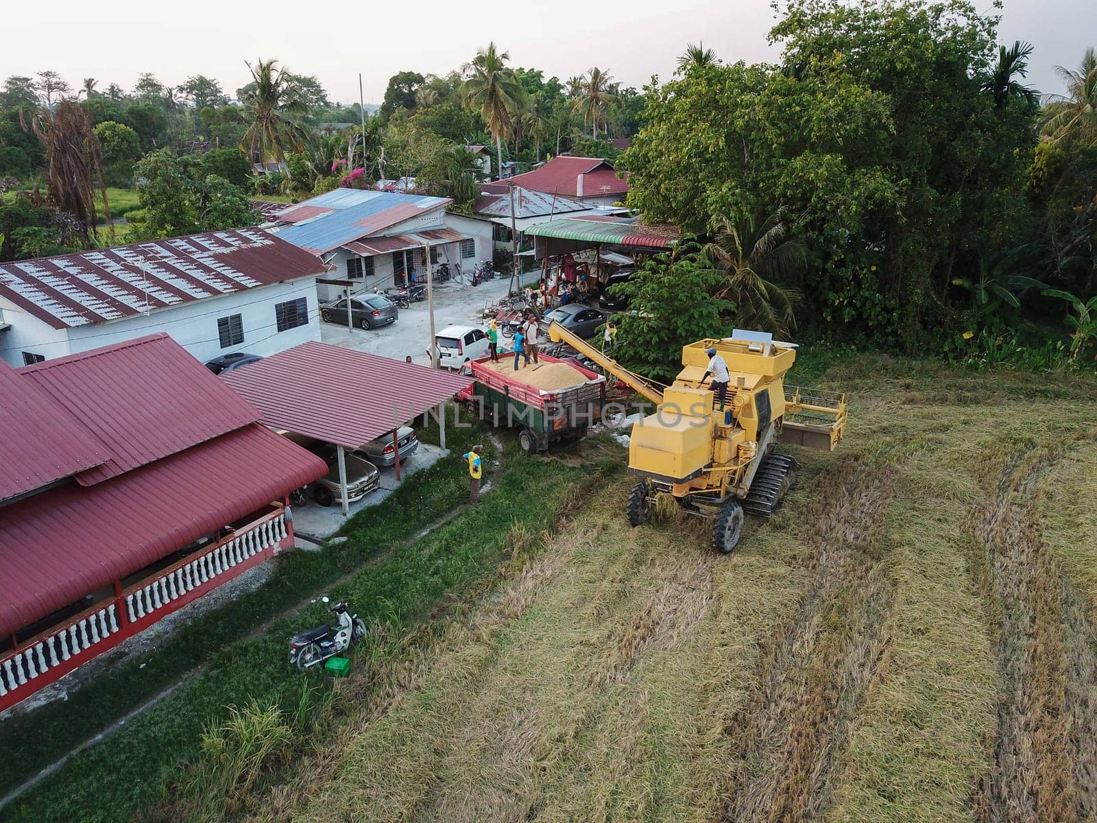 Bukit Merajam, Penang/Malaysia - Mar 02 2020: Harvester transfer reap paddy field to truck