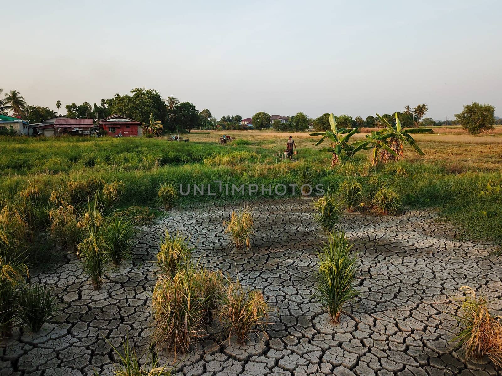 Bukit Merajam, Penang/Malaysia - Mar 02 2020: Rice field dried out.