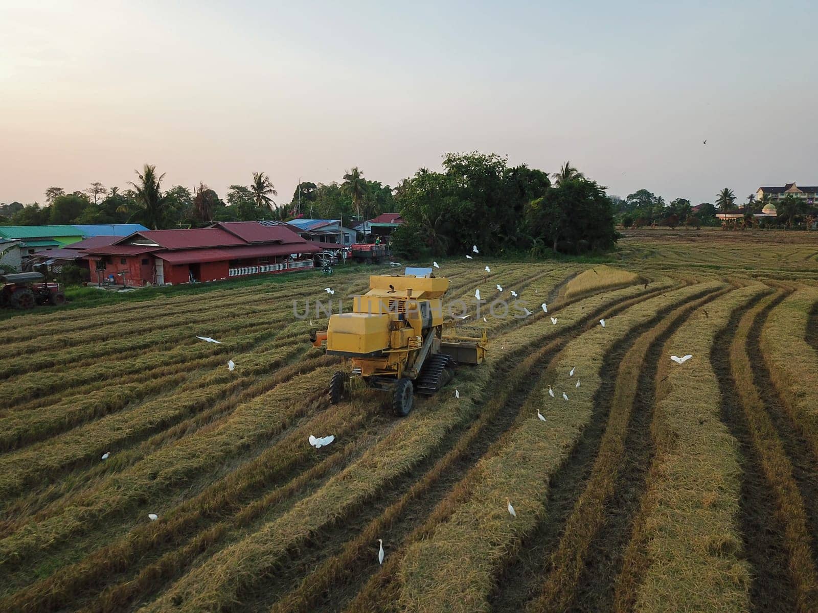 Bukit Merajam, Penang/Malaysia - Mar 02 2020: Aerial view cranes beside harvester in paddy field.