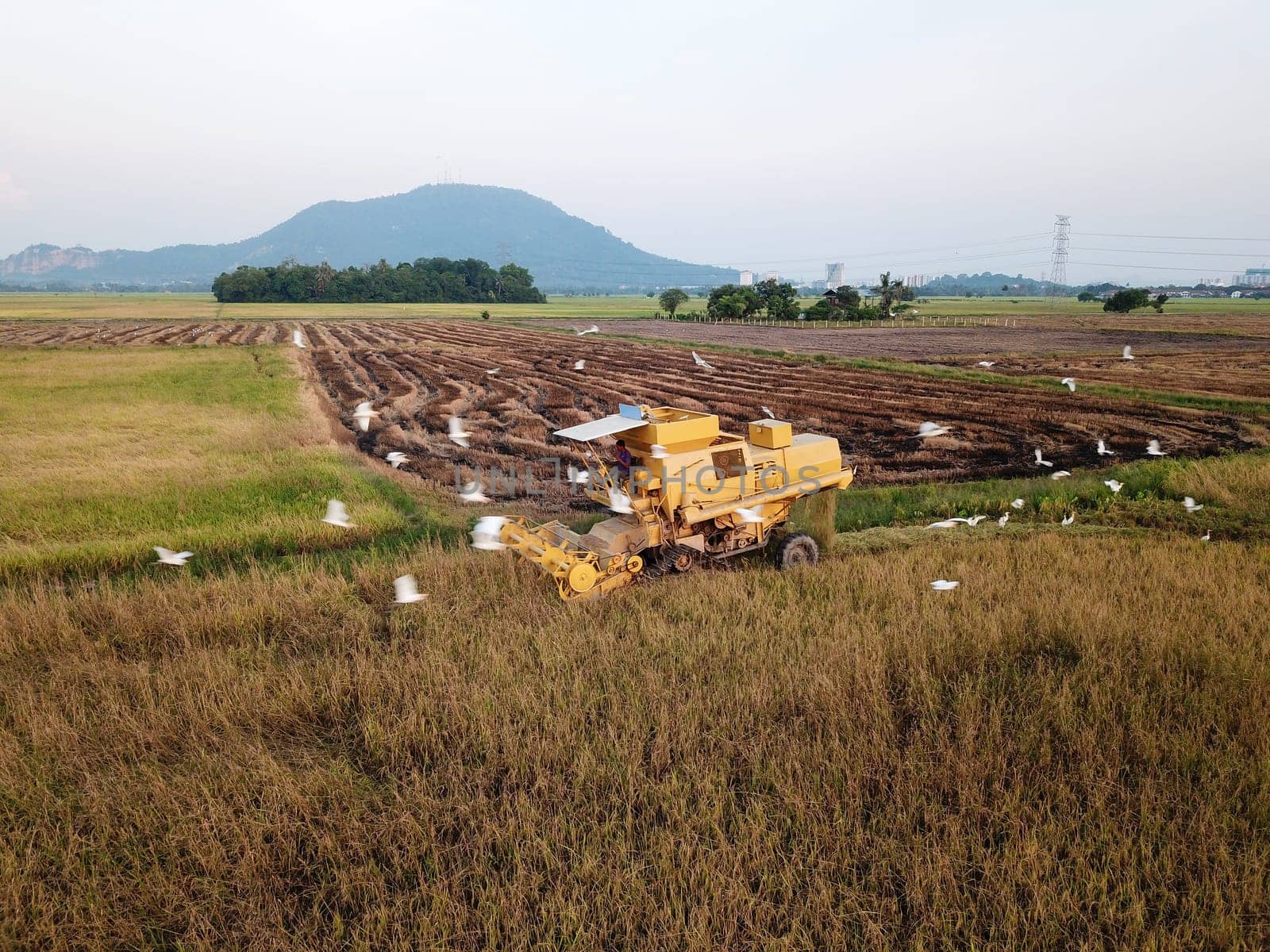 Bukit Merajam, Penang/Malaysia - Mar 02 2020: Side view crane bird follow harvester in paddy field.