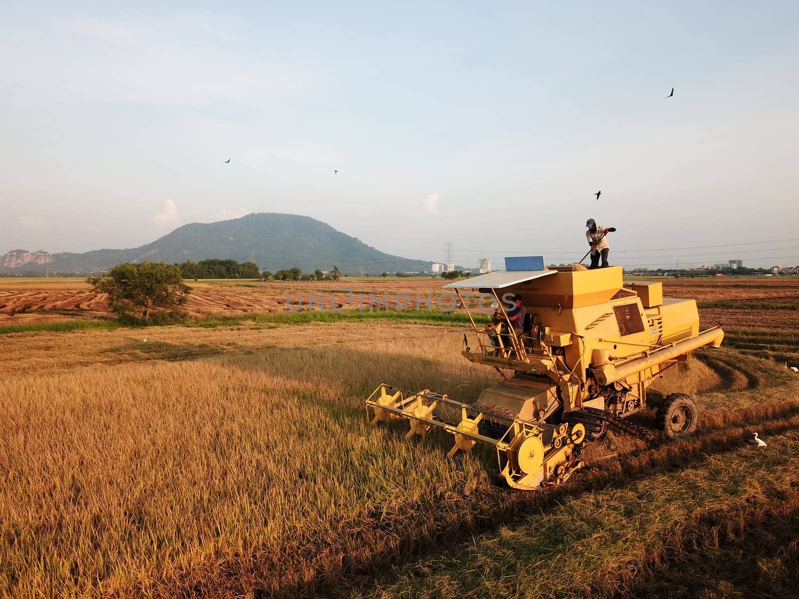 Bukit Merajam, Penang/Malaysia - Mar 02 2020: Bukit Merajam, Penang/Malaysia - Mar 02 2020: Harvester is harvesting in rice field.