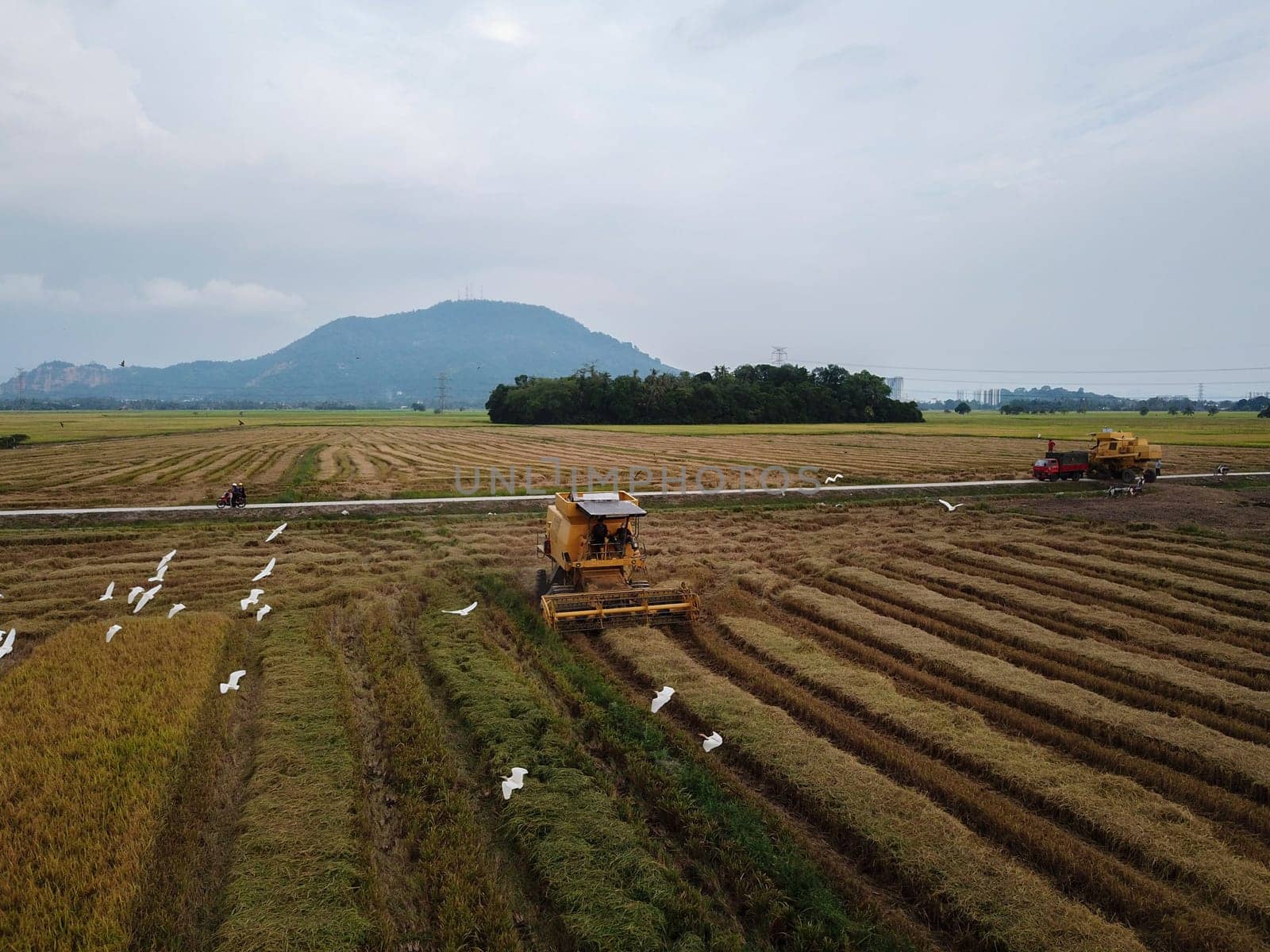 Bukit Mertajam, Penang/Malaysia - Mar 07 2020: Aerial view egret birds follow two harvester in paddy field.