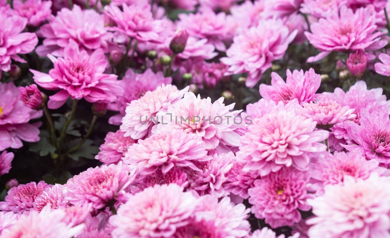 Purple or Violet Chrysanthemum Flower and Water Drop with Natural Light in Garden