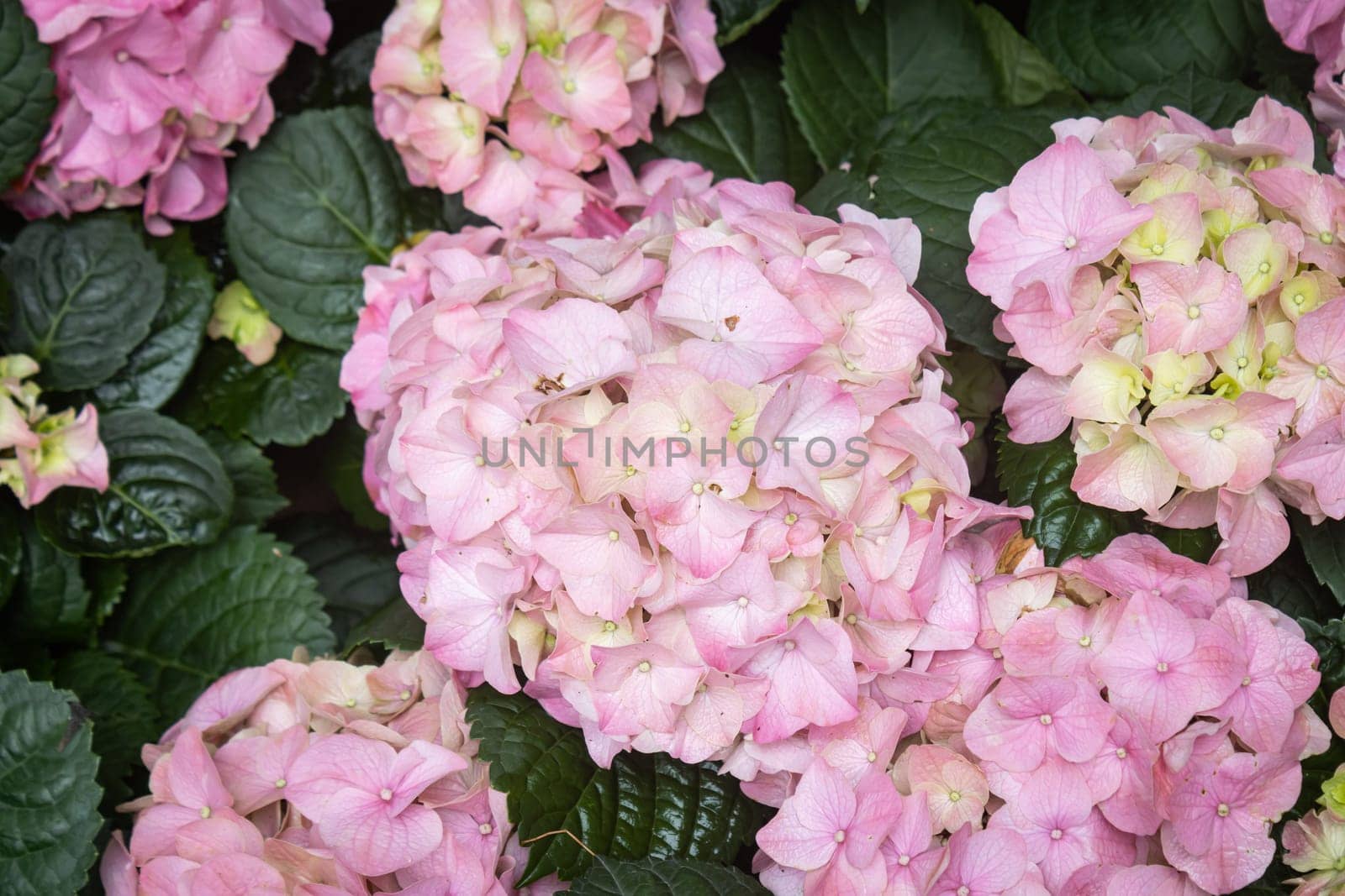 Pink Hydrangea Flower on Green Leaves Background in Garden