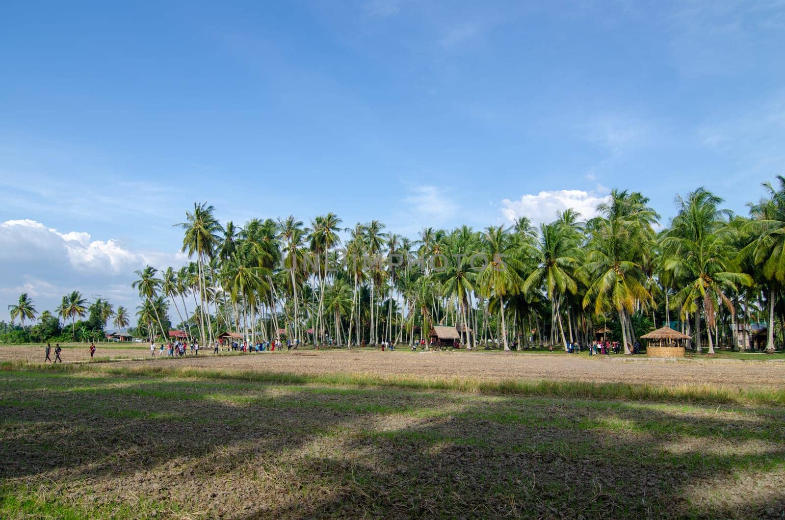Penaga, Penang/Malaysia - Mar 15 2020: Coconut plantation under blue hot sunny day.