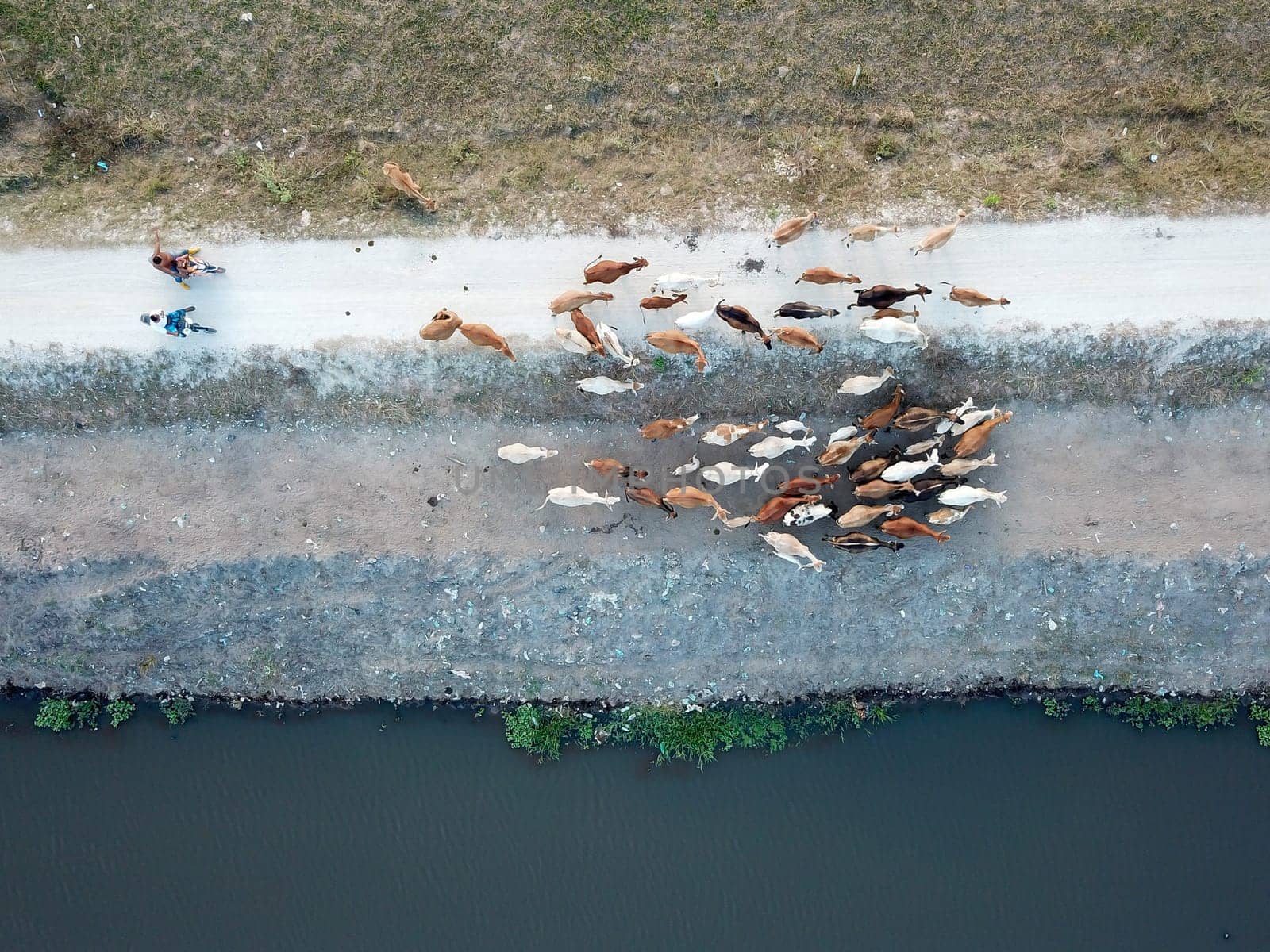 Seberang Perai, Penang/Malaysia - Mar 20 2020: Aerial look down cows going back home.