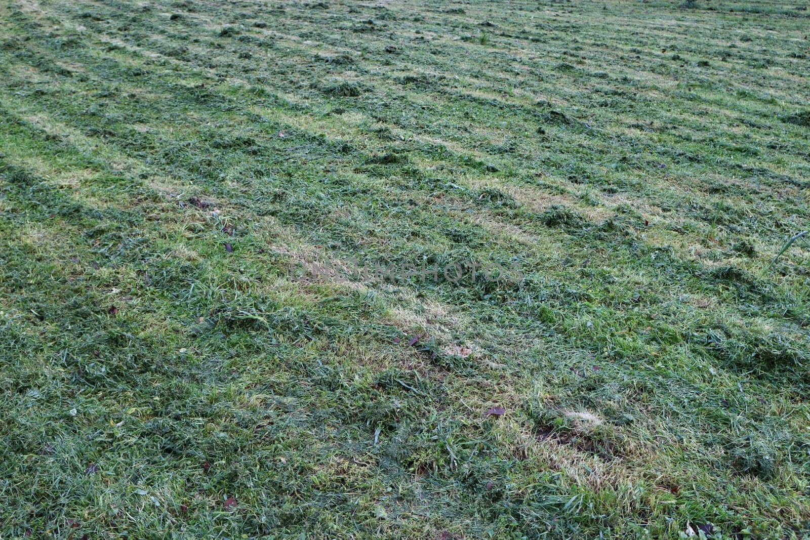 freshly cut grass on the field green background, Natural texture