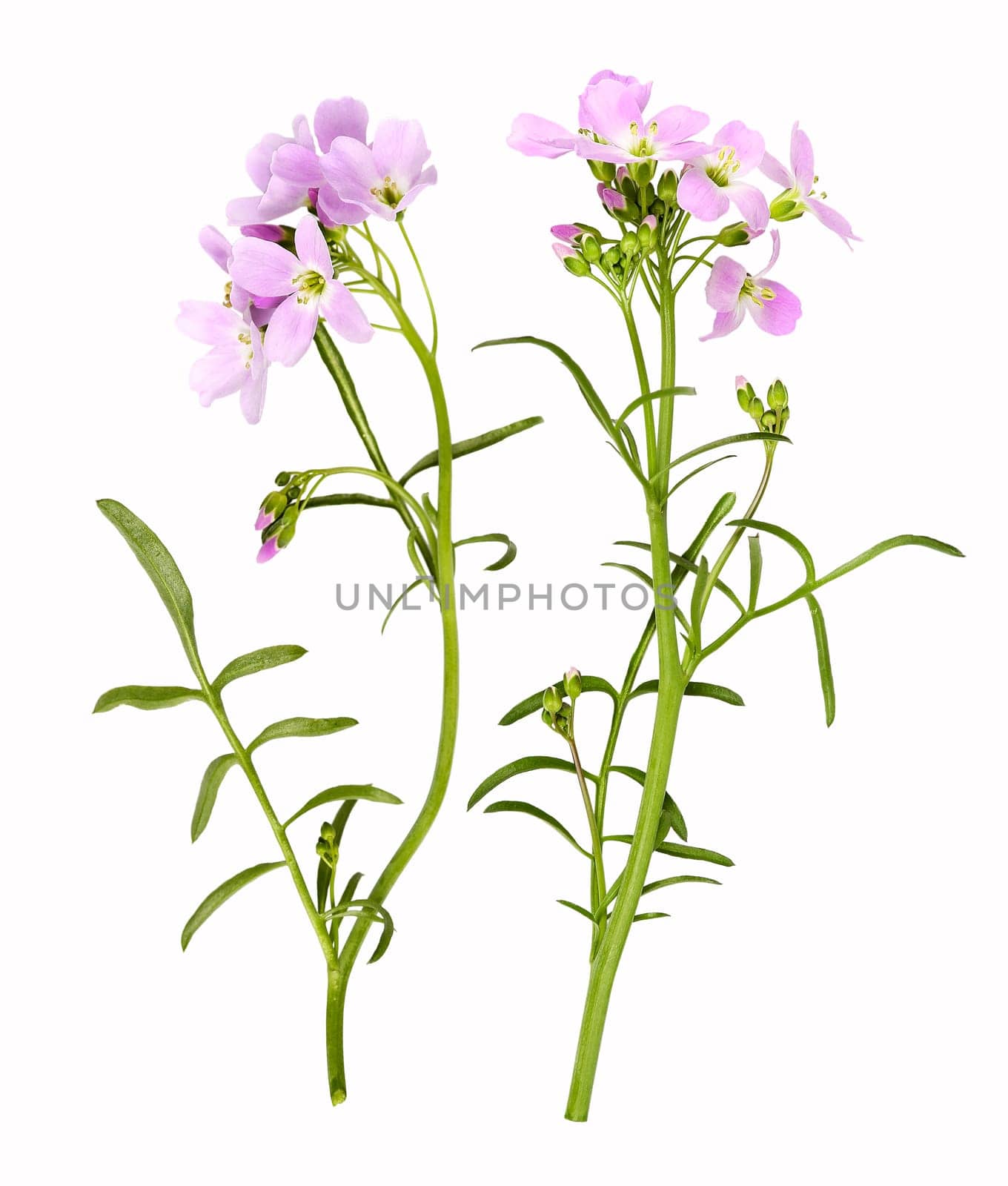 Cuckooflower that can be found on meadows, isolated.