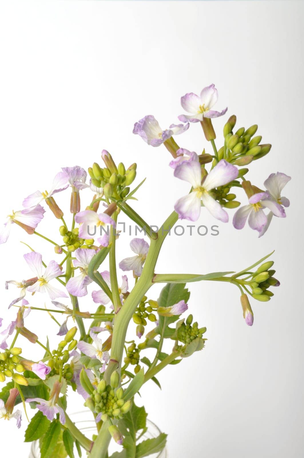 White mustard on white background