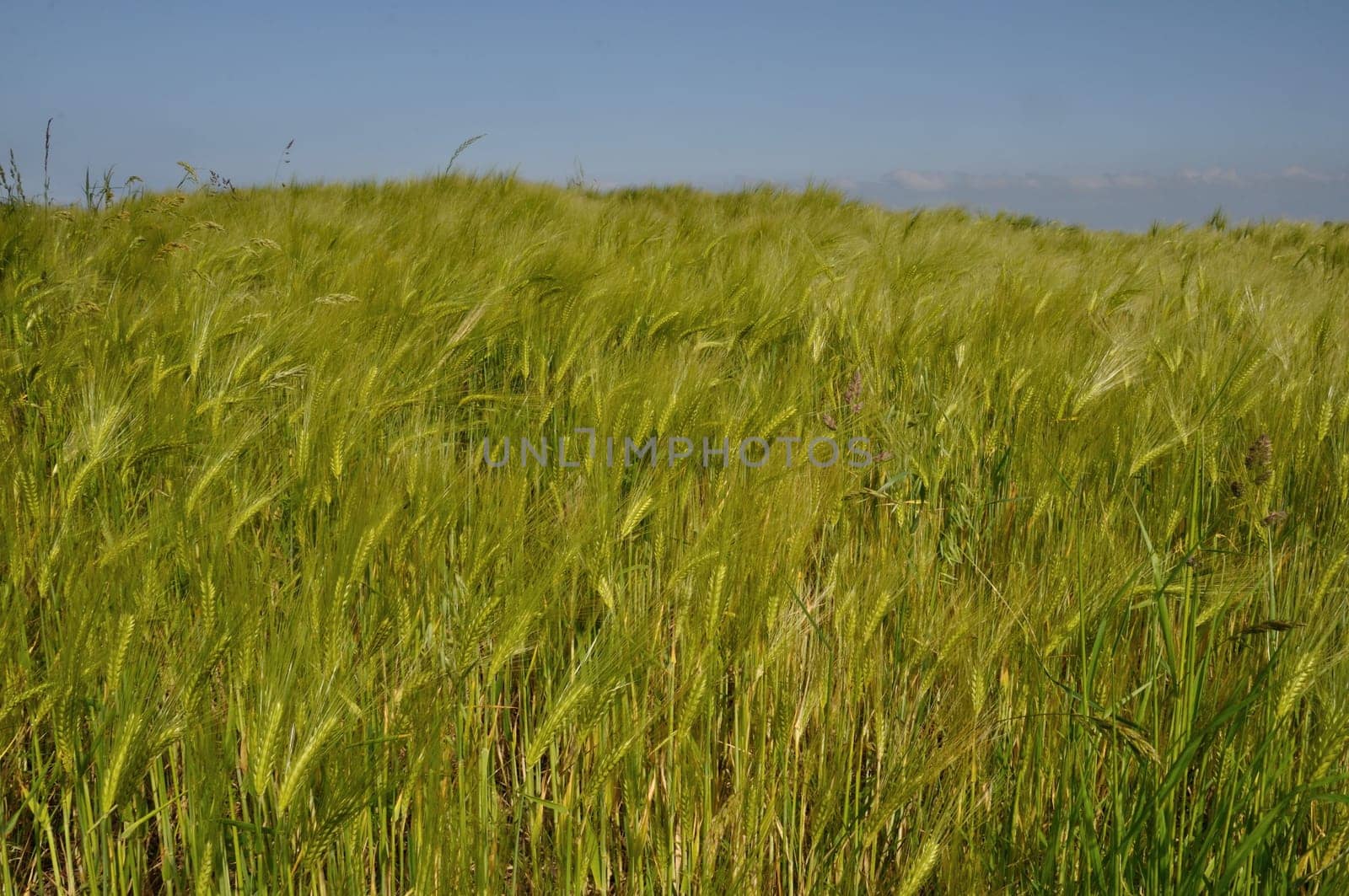 A field of  barley in Brittany