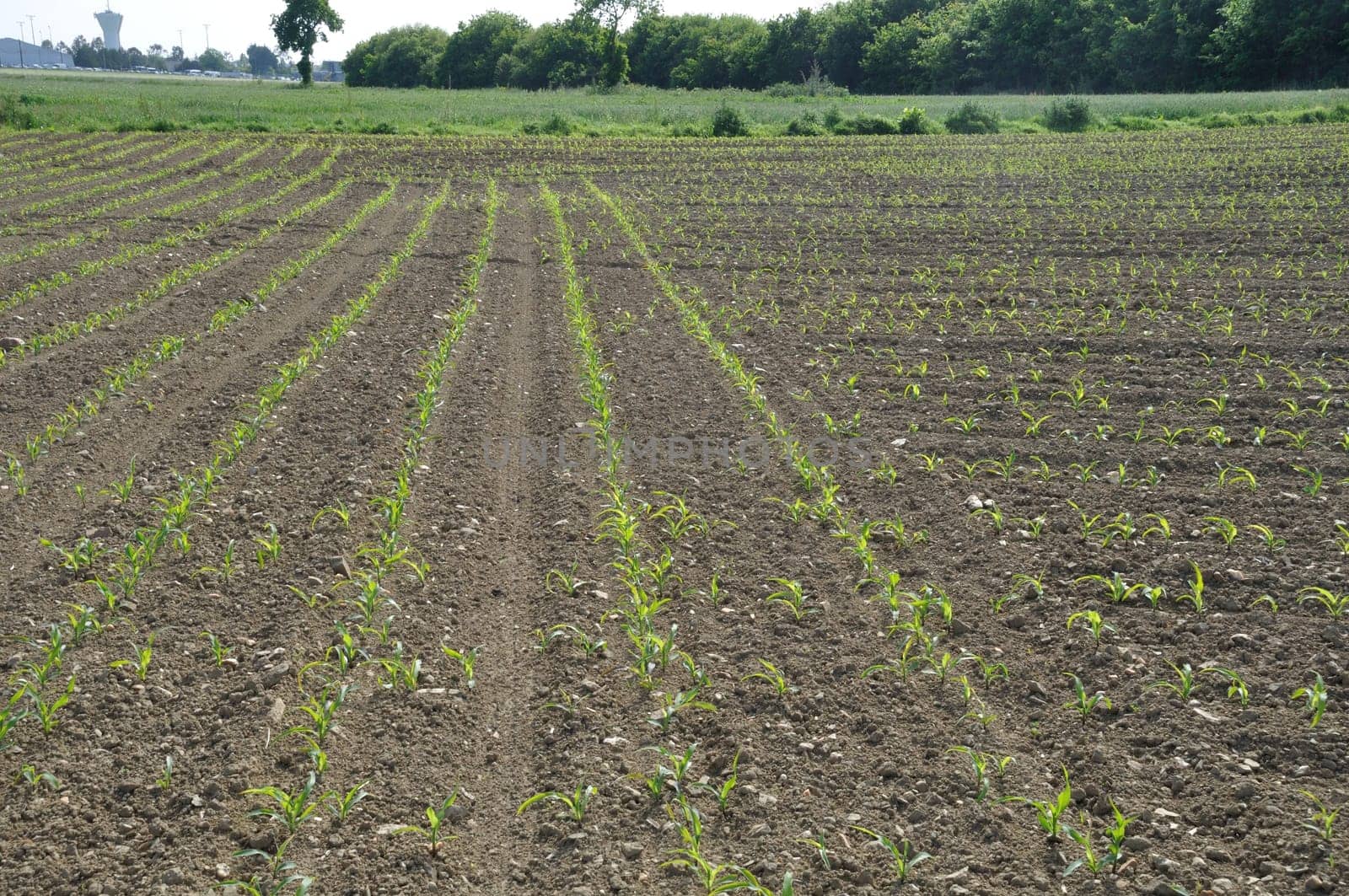 Corn  field in  Spring in Brittany