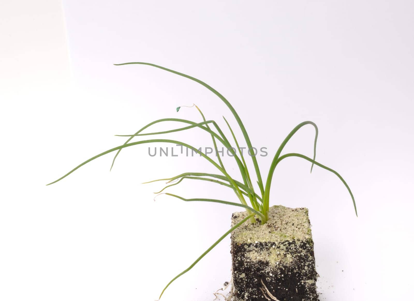 White onion plants