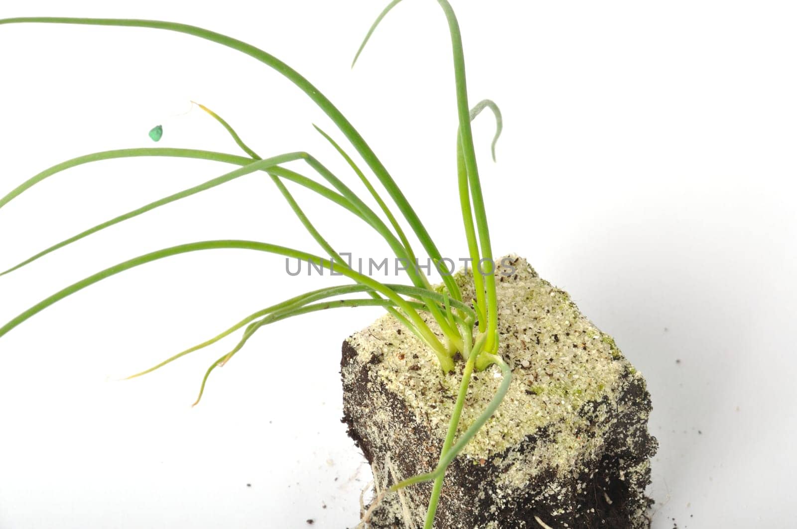 White onion plants