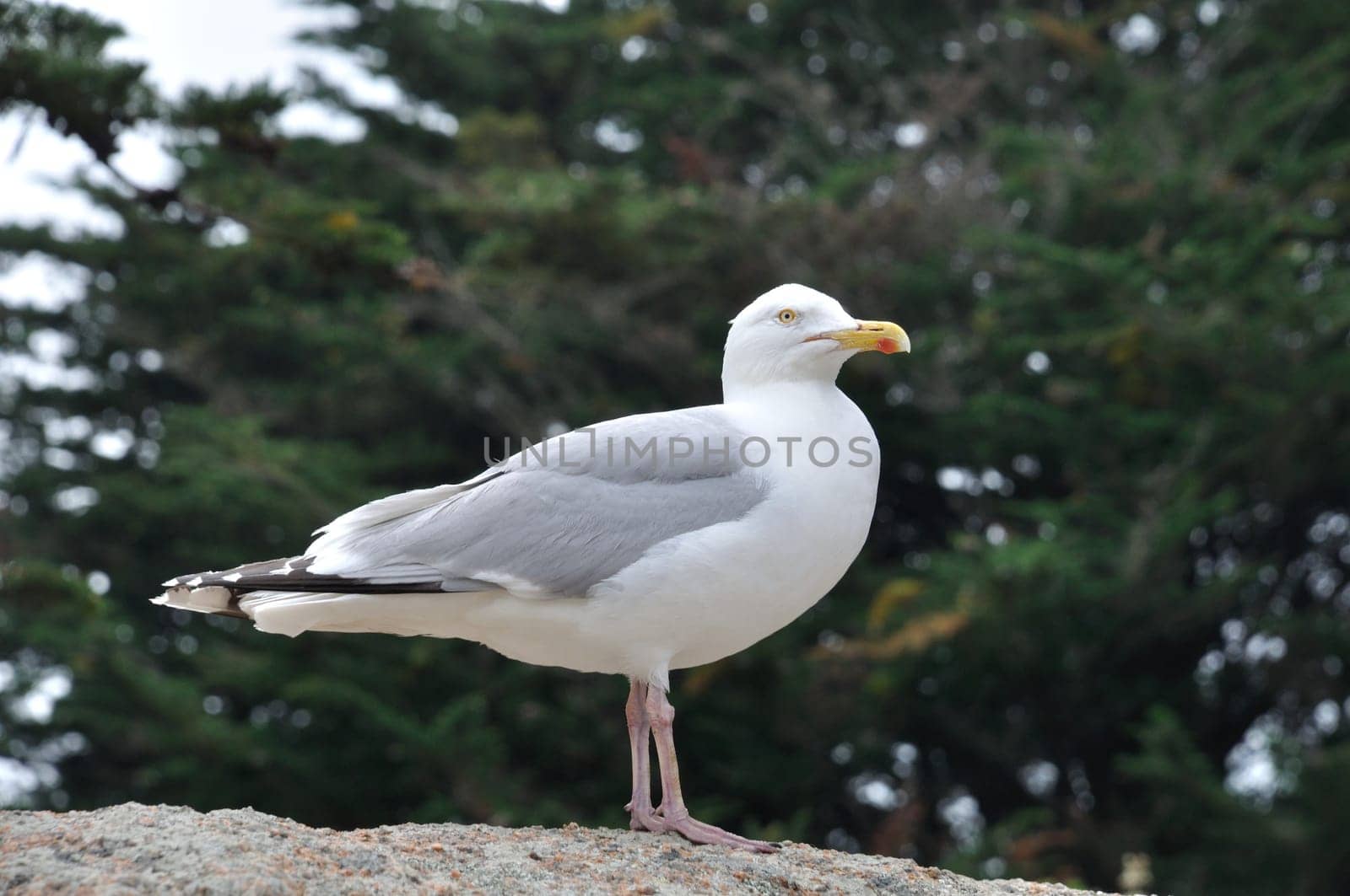 Gull on a rock in Brittany