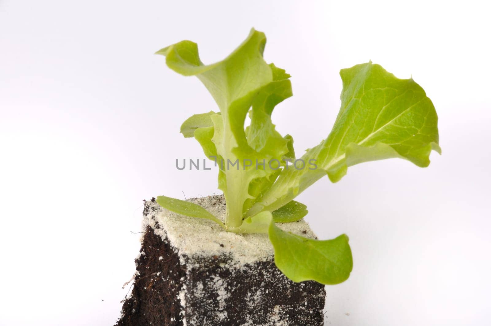 Batavia salad plants