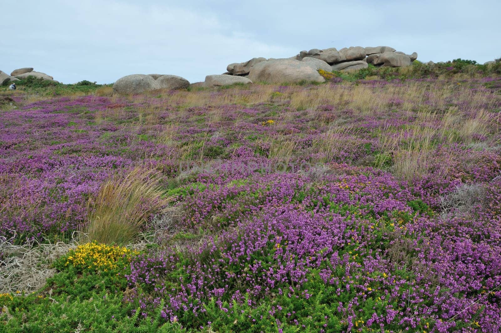 Heather and rock on the pink granite coast in Brittany