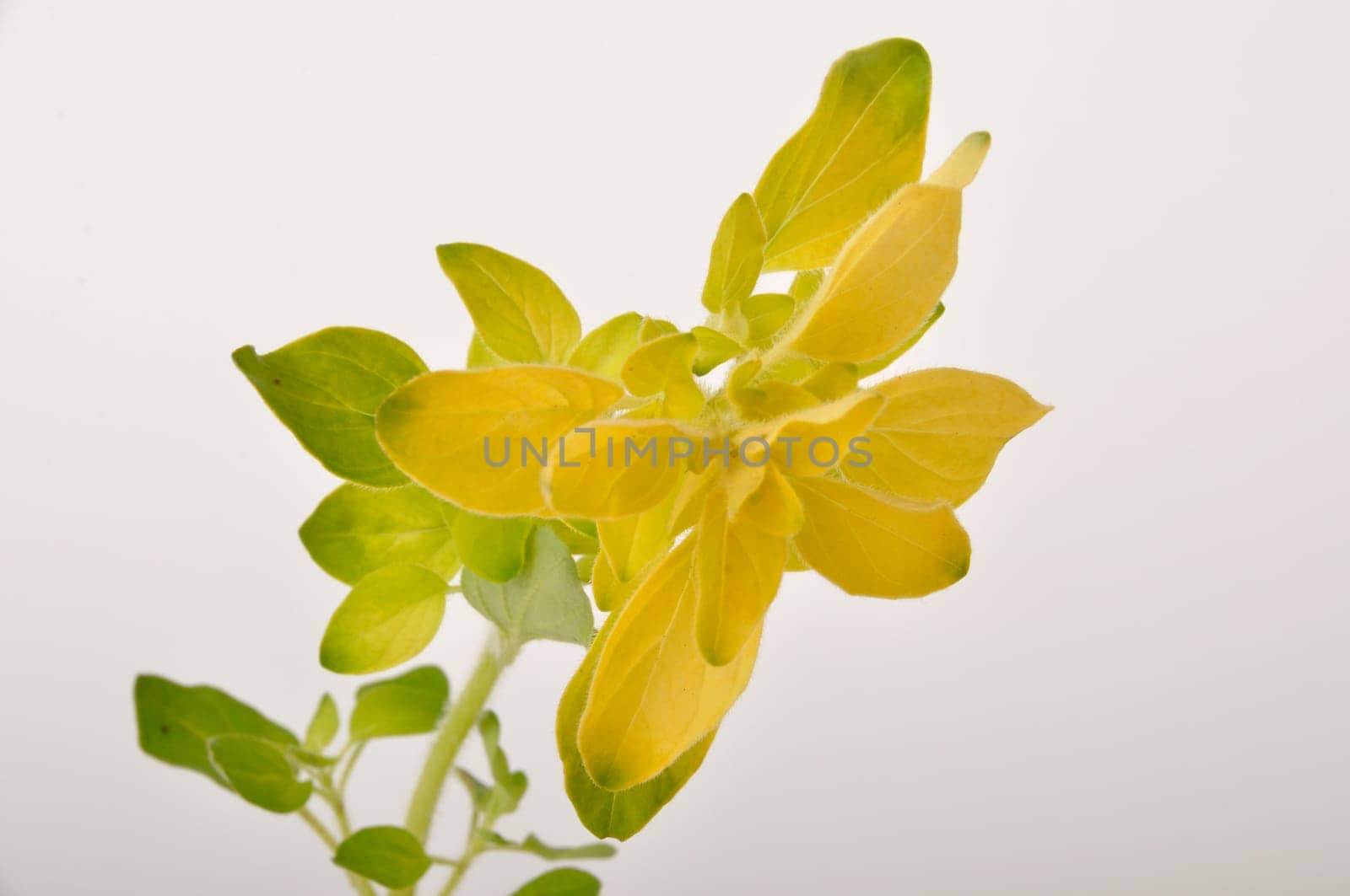 golden oregano on white background