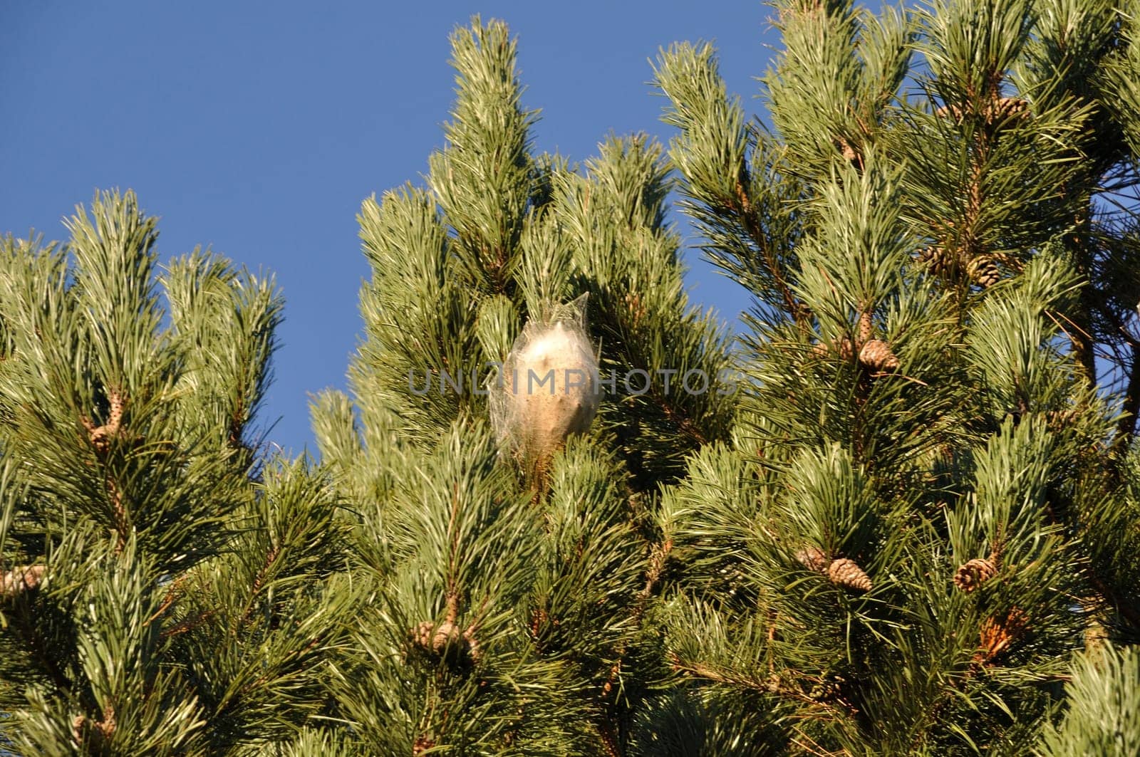 Processionary caterpillars in a pine