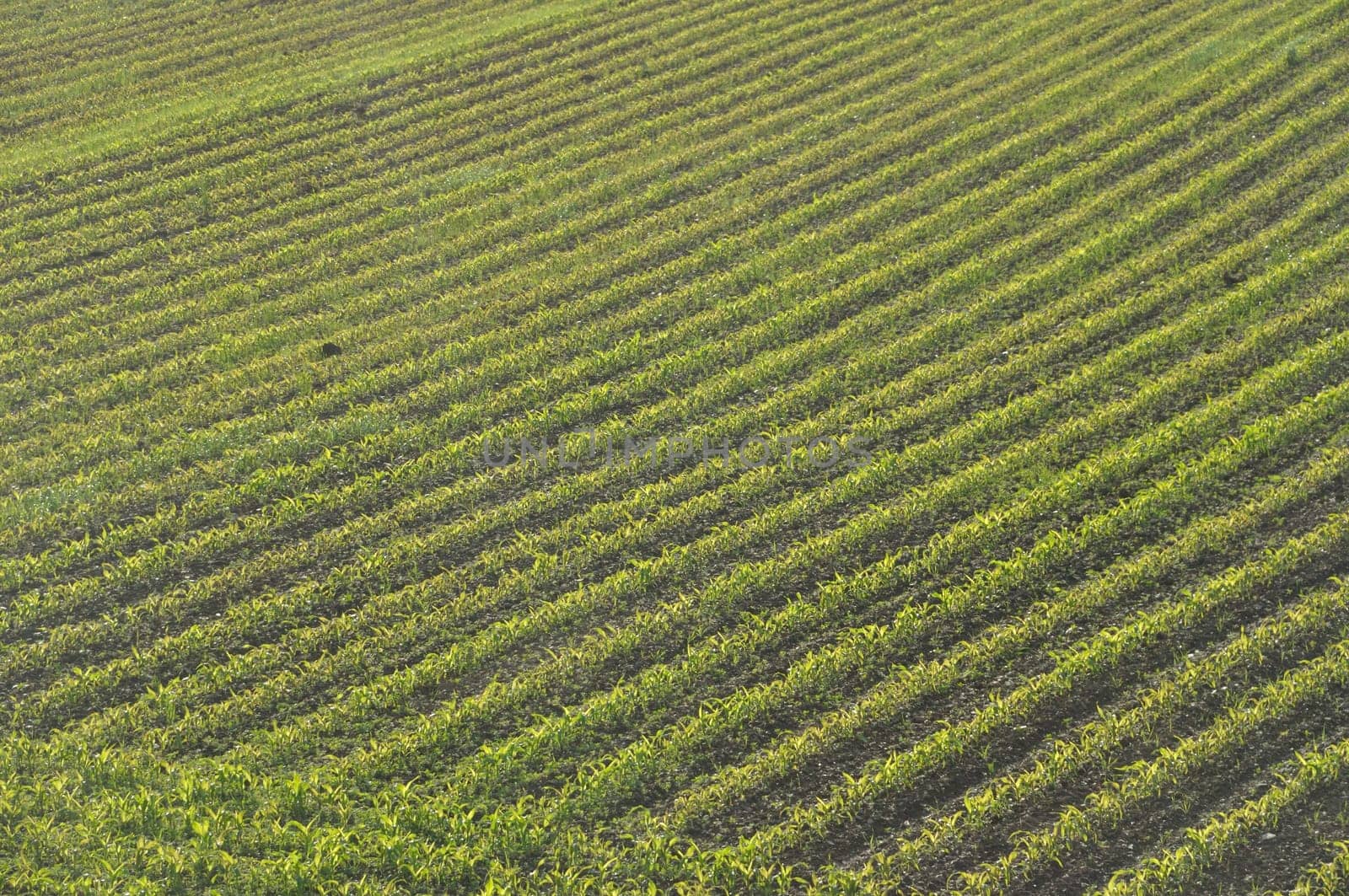 Corn  field in  Spring in Brittany