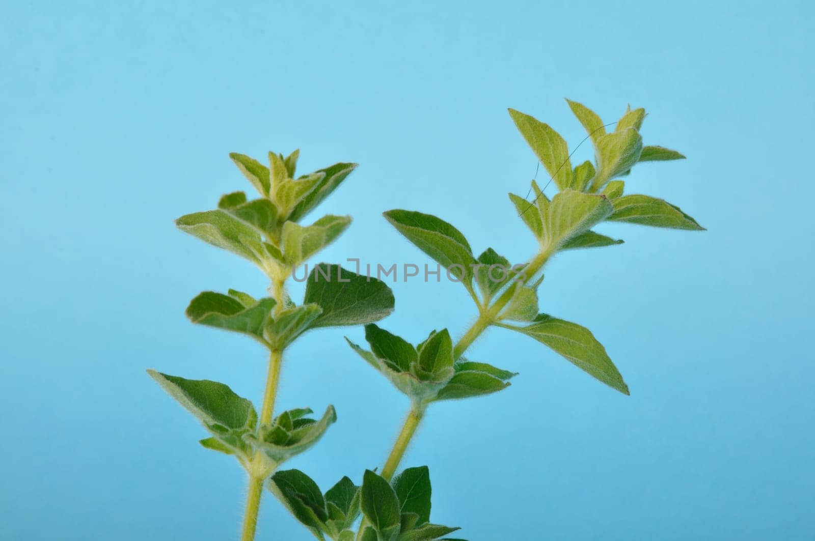oregano on a blue background