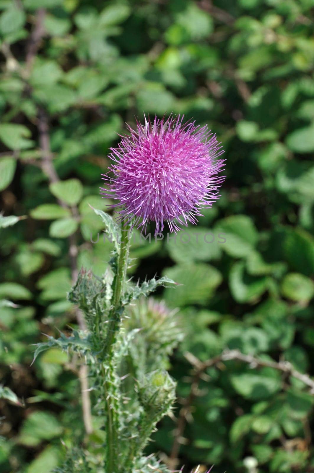 thistle in bloom in a garden