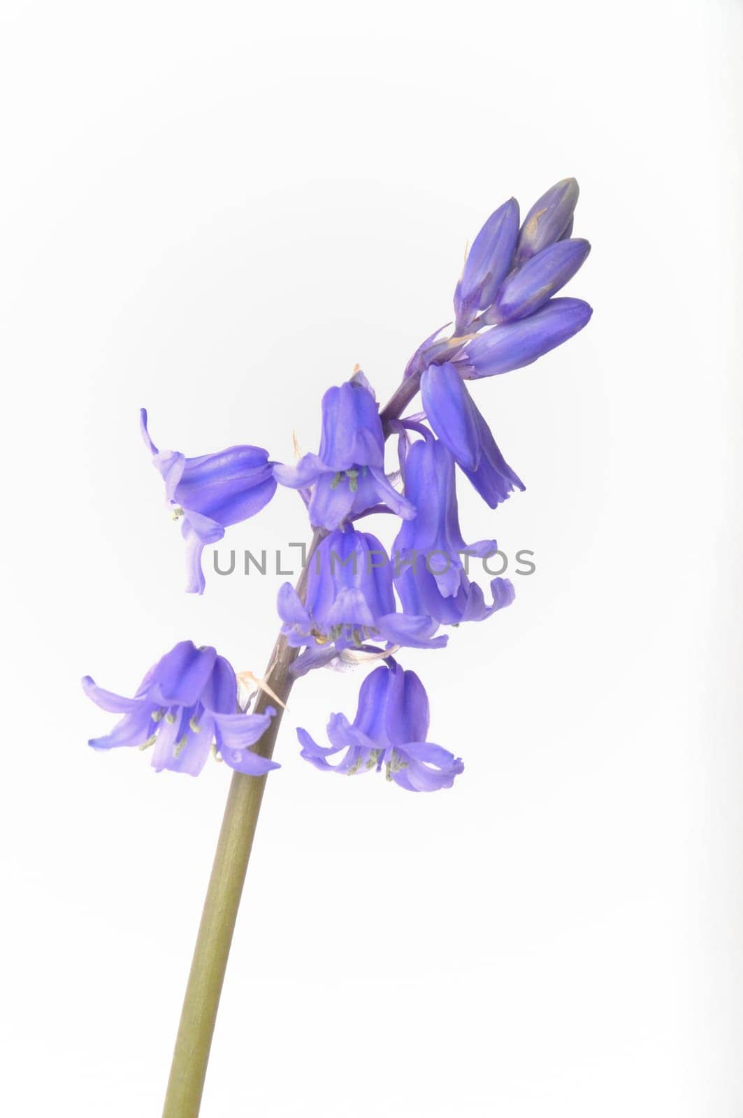 Wild hyacinth on a white background