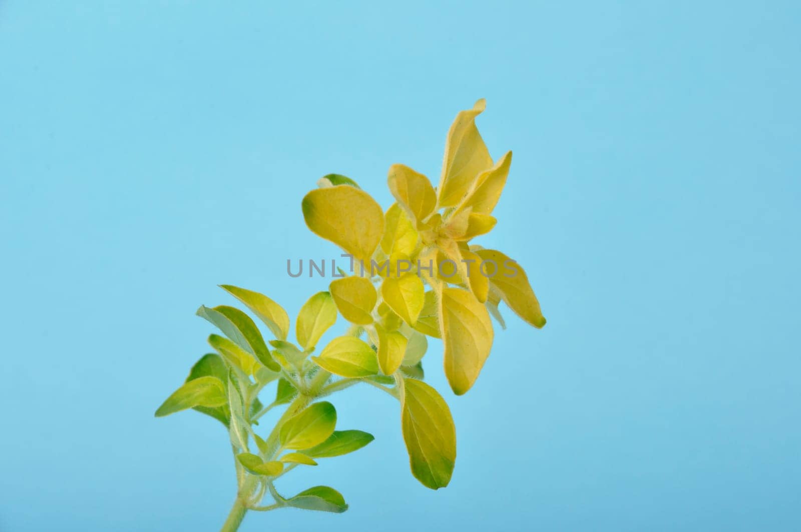 Golden oregano on blue background