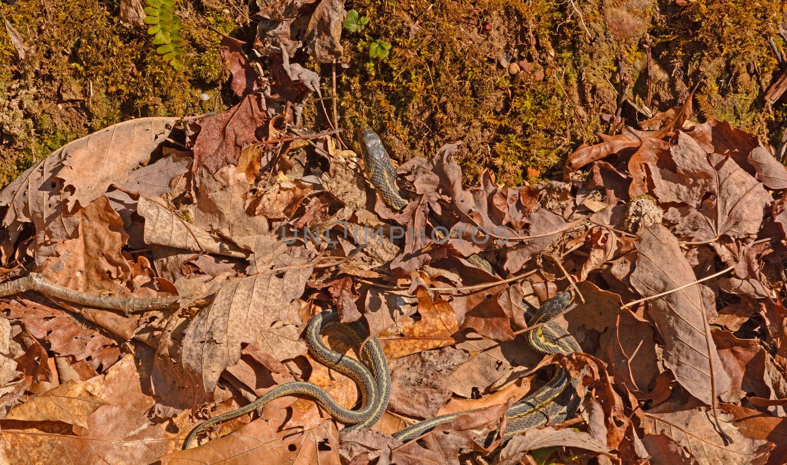 Garter Snakes Emerging From a Den on a Sunny Day in Cumberland Gap National Historical Park in Virginia