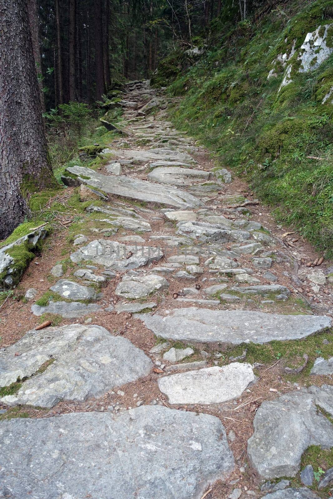 Hike on the Verdinser Waal trail to the Waaler hut, Schenna, South Tyrol, Italy