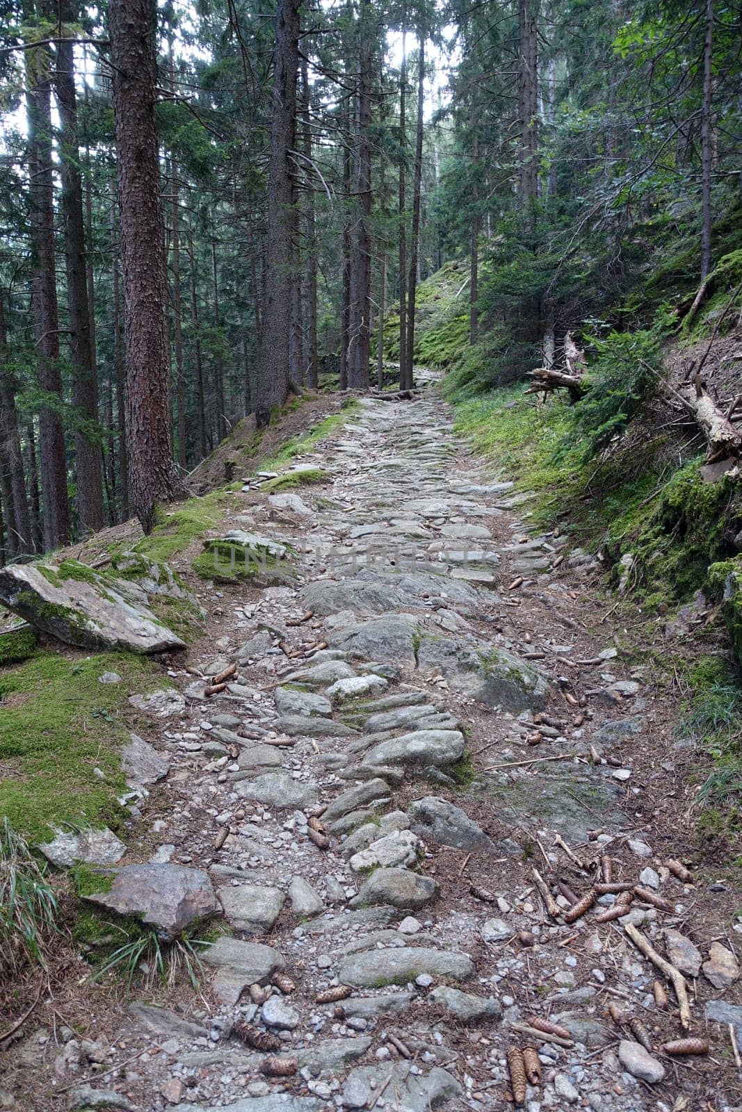 Hike on the Verdinser Waal trail to the Waaler hut, Schenna, South Tyrol, Italy