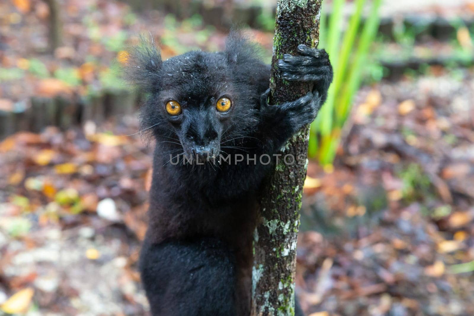 One black lemur on a tree awaiting a banana