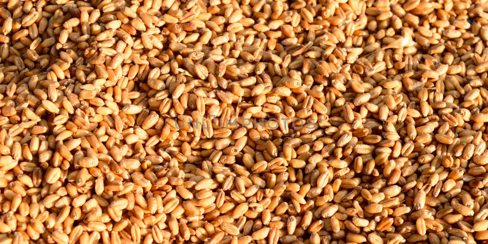 Seamless wheat grain texture pattern in morning sunlight. Natural dry raw organic food grain. Top view background. Dried breakfast cereal Macro shot. Closeup. Agriculture harvest concept.