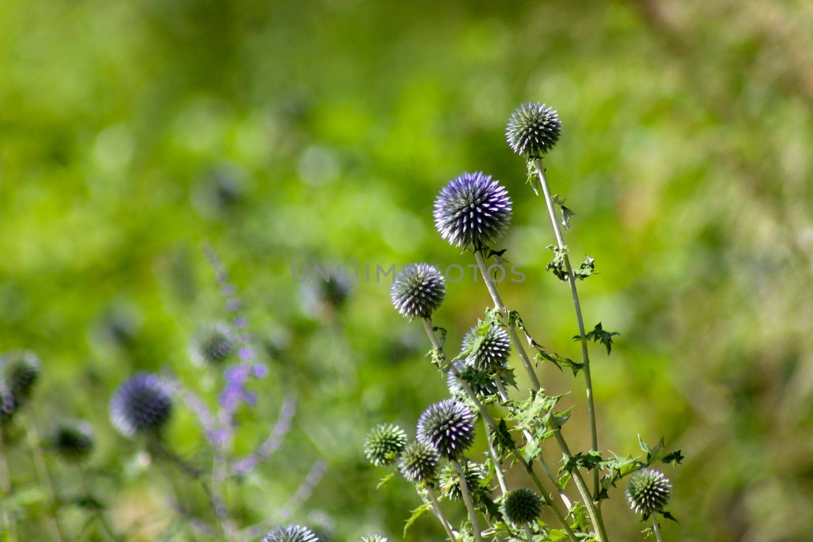 A globe thistle known as 'Taplow Blue', Latin name 'Echinops Biannaticus', Soft focus photo