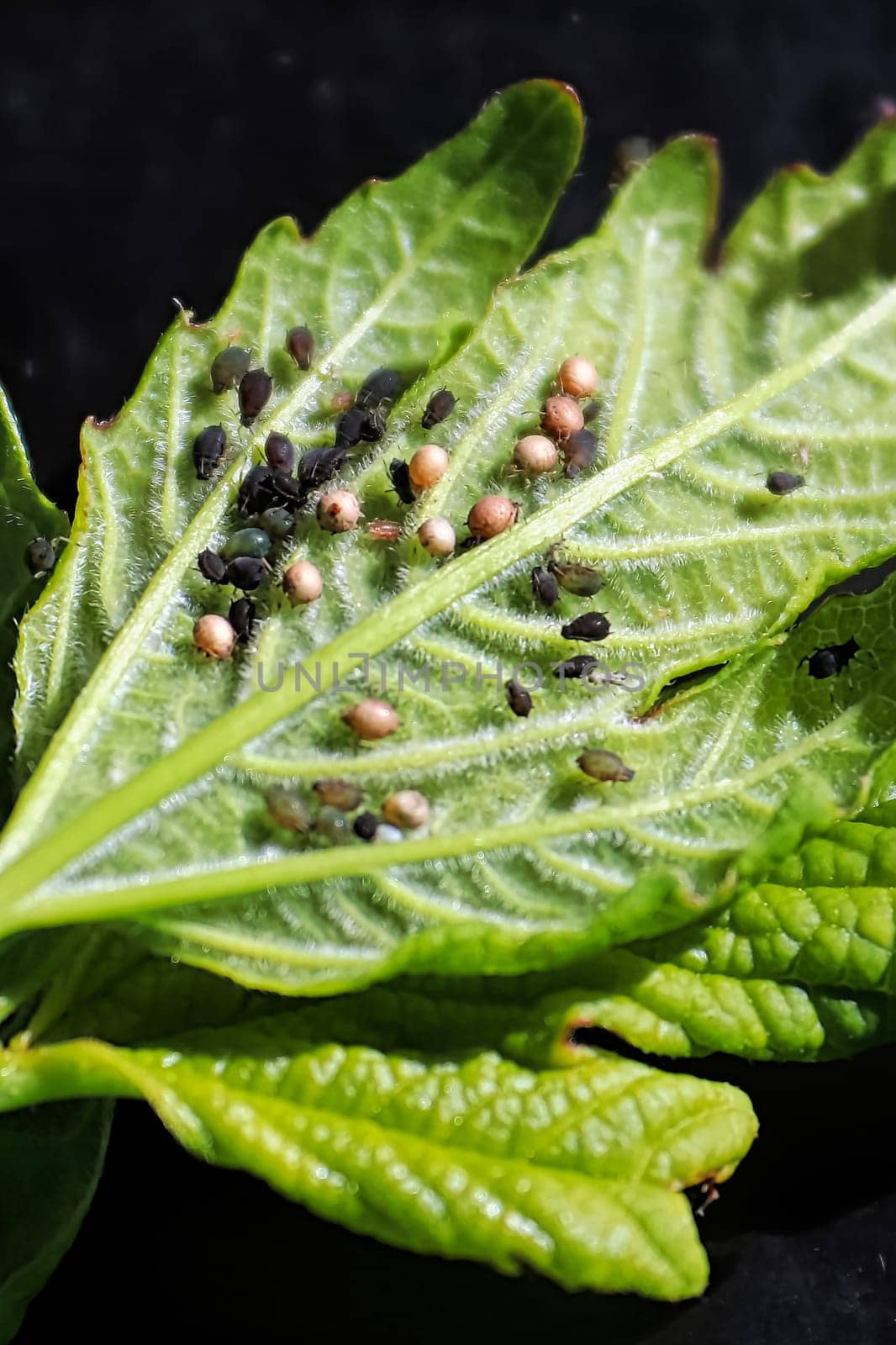 A vertical macro photo of black aphids on a snowball leaf.