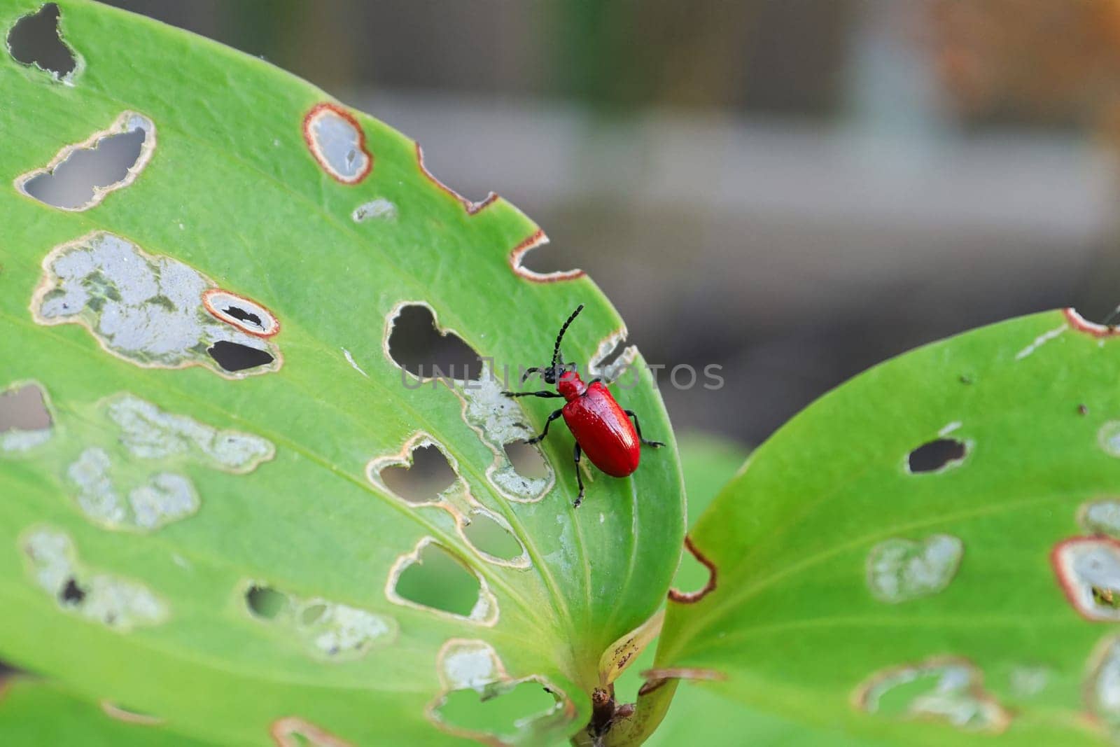 Macro of a eaten lilly leaf with a Lilioceris lilii beetle.