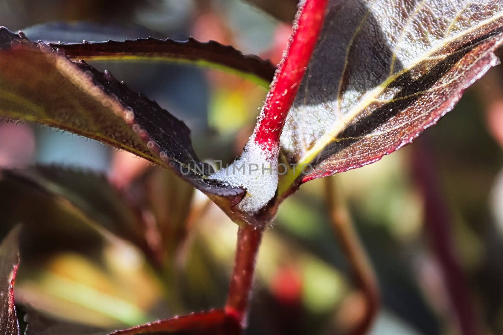 Closeup of a foam mass caused by a spittlebug.