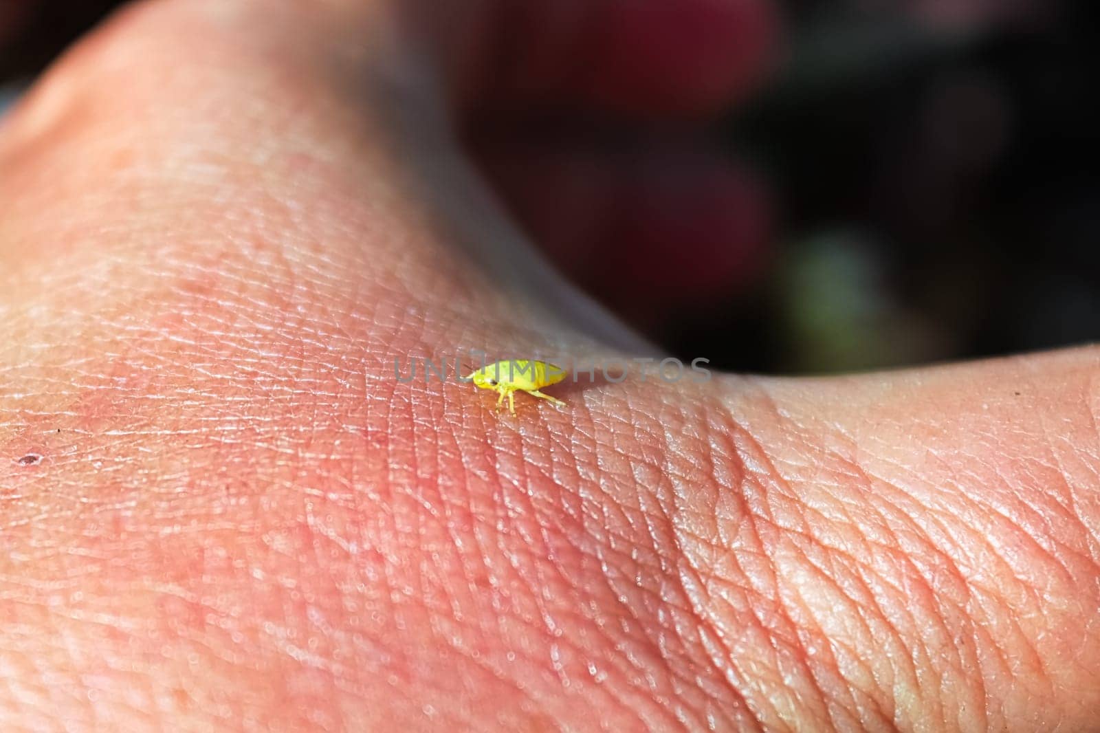 A tiny green spittlebug on the back of a hand.