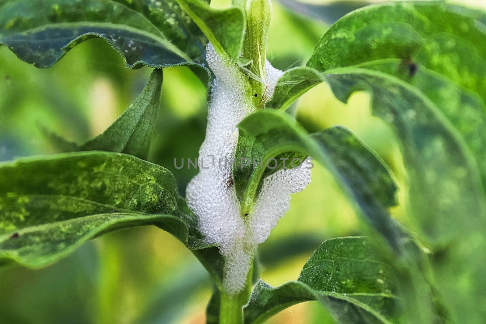 Bubbled air foam on a plant stem caused by insects.