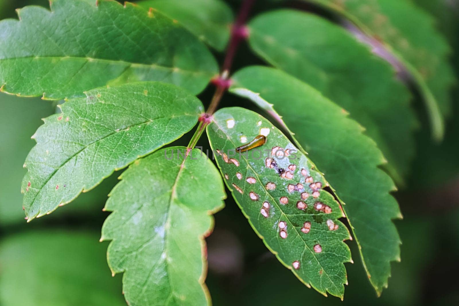 Closeup of a pear slug on a mountain ash branch.