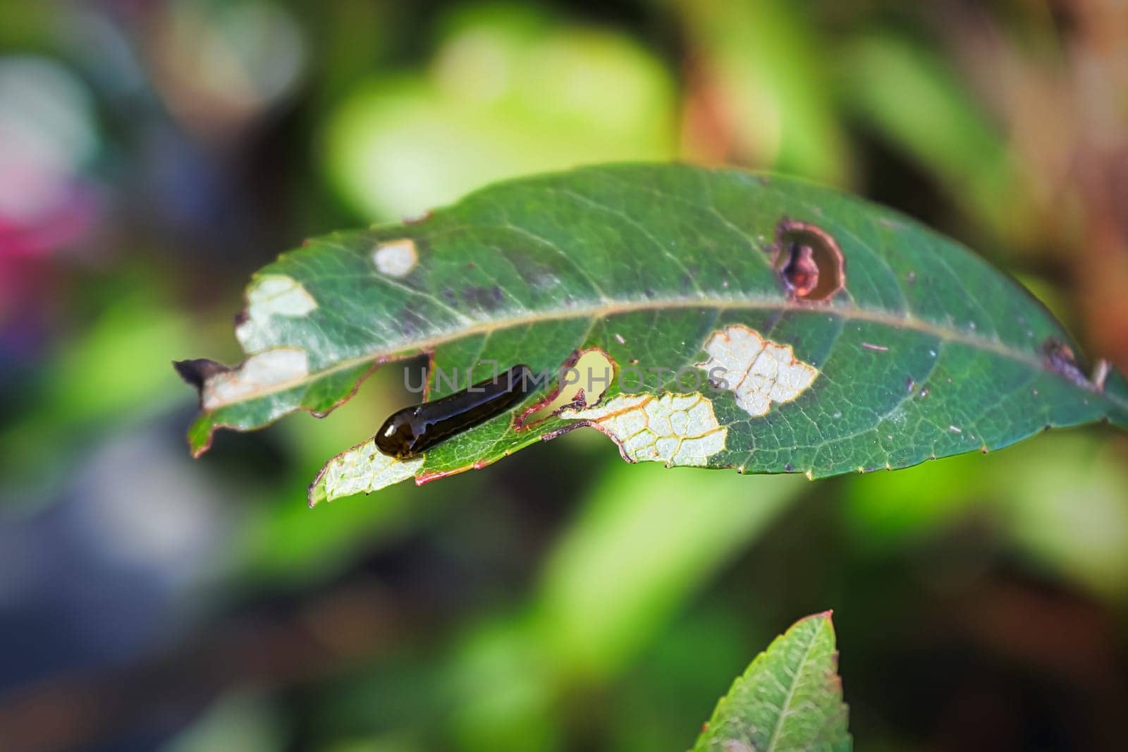 Macro of a pear slug skeletonizing foliage.