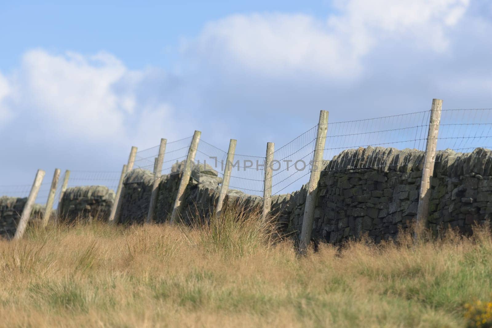 Field of long grass bordered by dark dry stone wall and wire fence with wooden posts. Gentle summers evening sun lights the image, and blue sky behind
